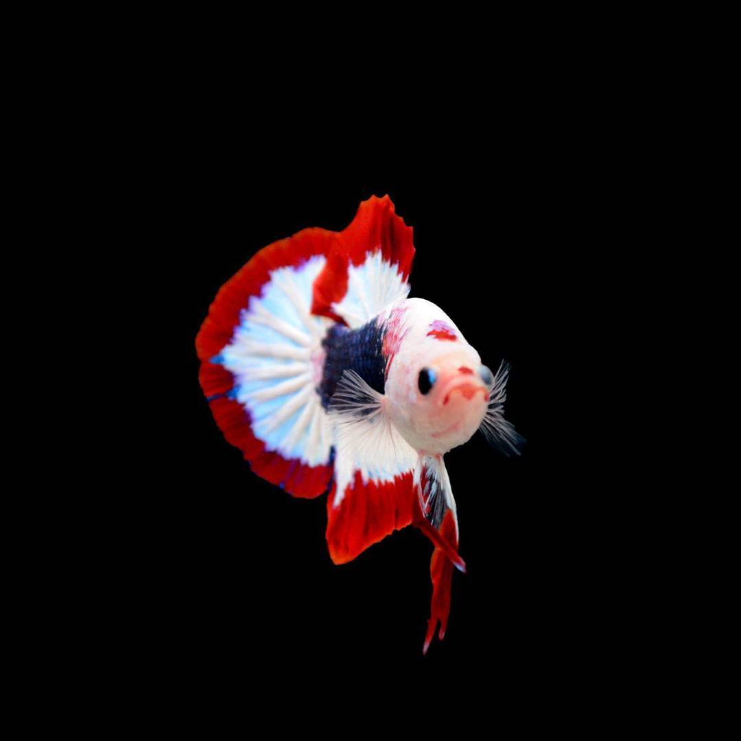 Ikan Cupang Koi - HD Wallpaper 