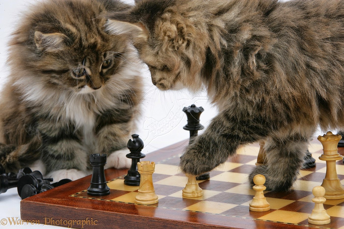 Kittens Playing Chess - HD Wallpaper 