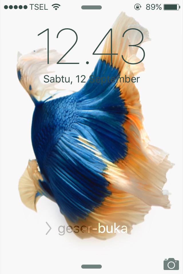 Fondo De Pantalla Iphone 6s Pez Betta - HD Wallpaper 