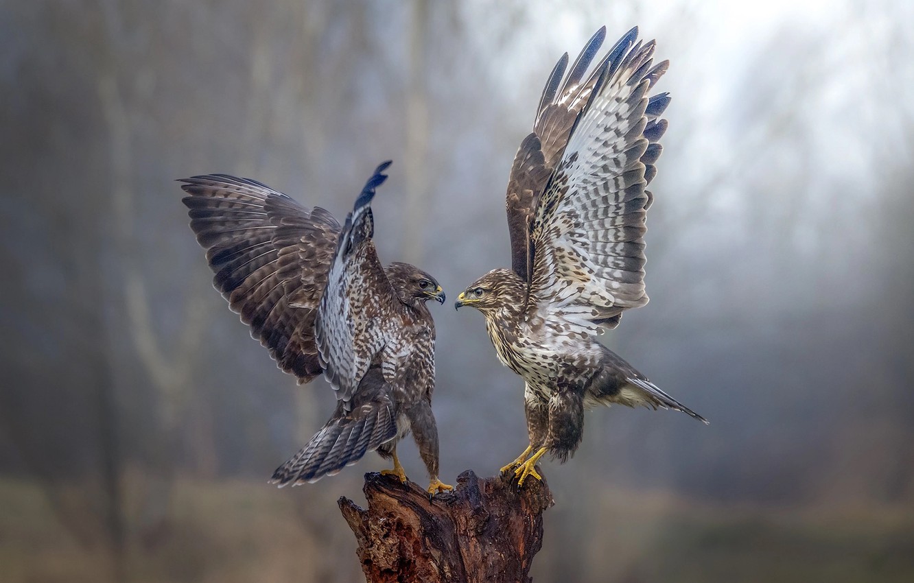 Photo Wallpaper Birds, Background, Dance, Falcons - Сокол Обои - HD Wallpaper 