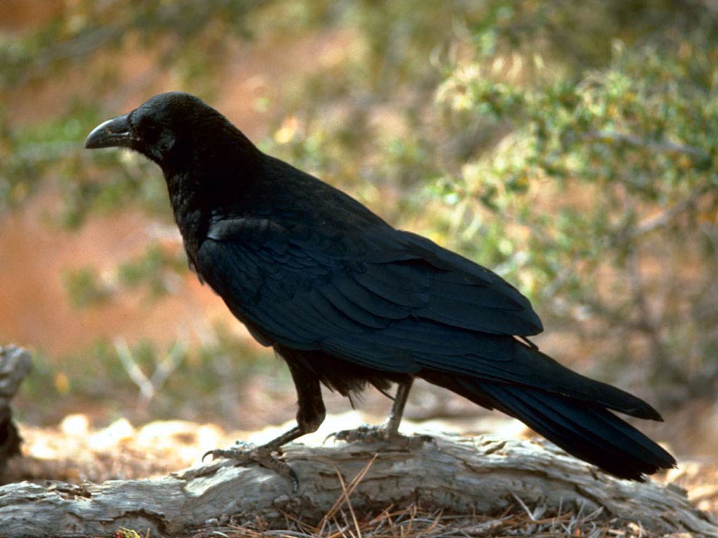 Free Raven Desktop Wallpaper Wallpapers Desktop And - Corvus Corax - HD Wallpaper 
