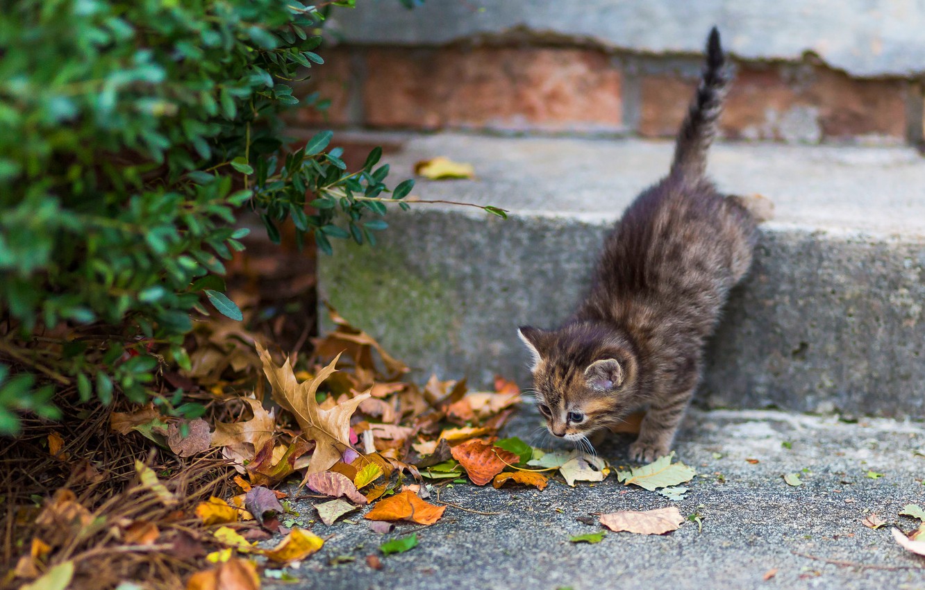 Photo Wallpaper Autumn, Cat, Leaves, Pose, House, Kitty, - Wallpaper - HD Wallpaper 