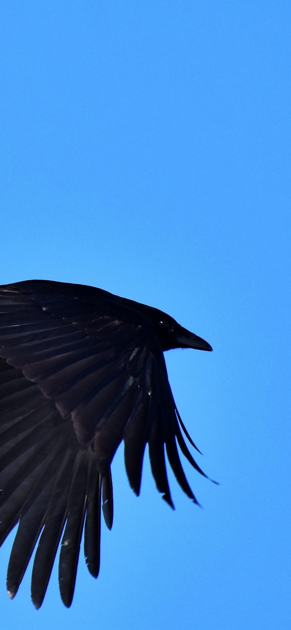 Black Bird, Raven, Crow, Flight, Wallpaper - Raven - HD Wallpaper 