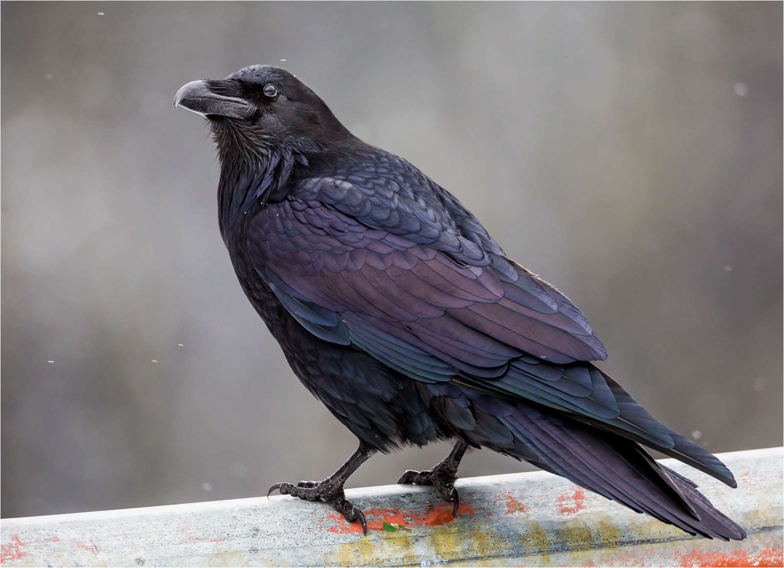 Black Raven Wallpaper - Raven Iridescent - HD Wallpaper 