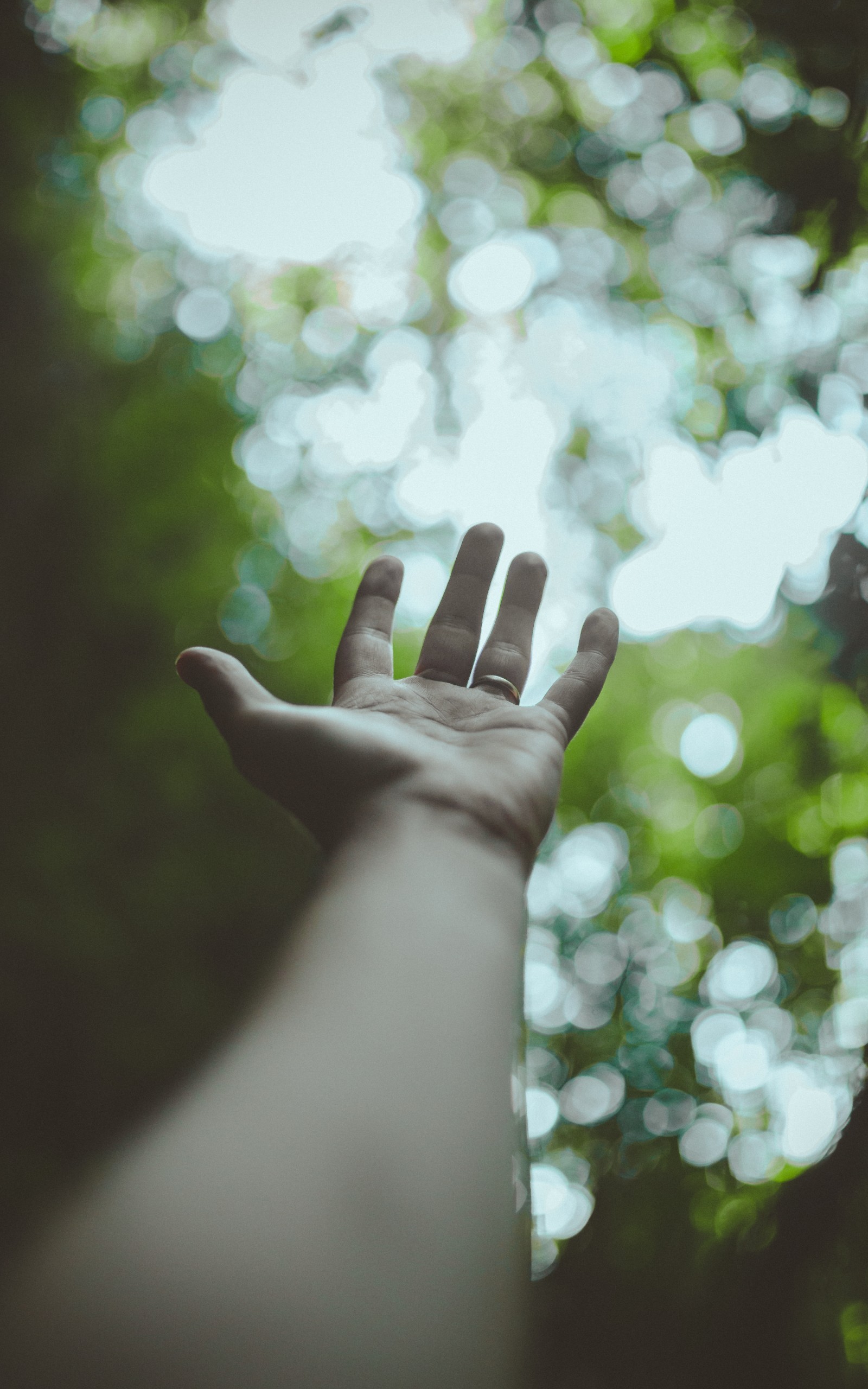 Hand, Fingers, Depth Of Field, Bokeh, Palm, Leaves, - Tree - HD Wallpaper 