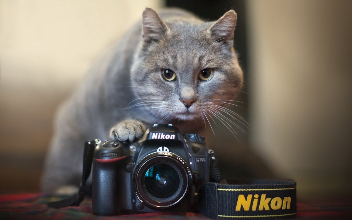 Nikon Cat - HD Wallpaper 