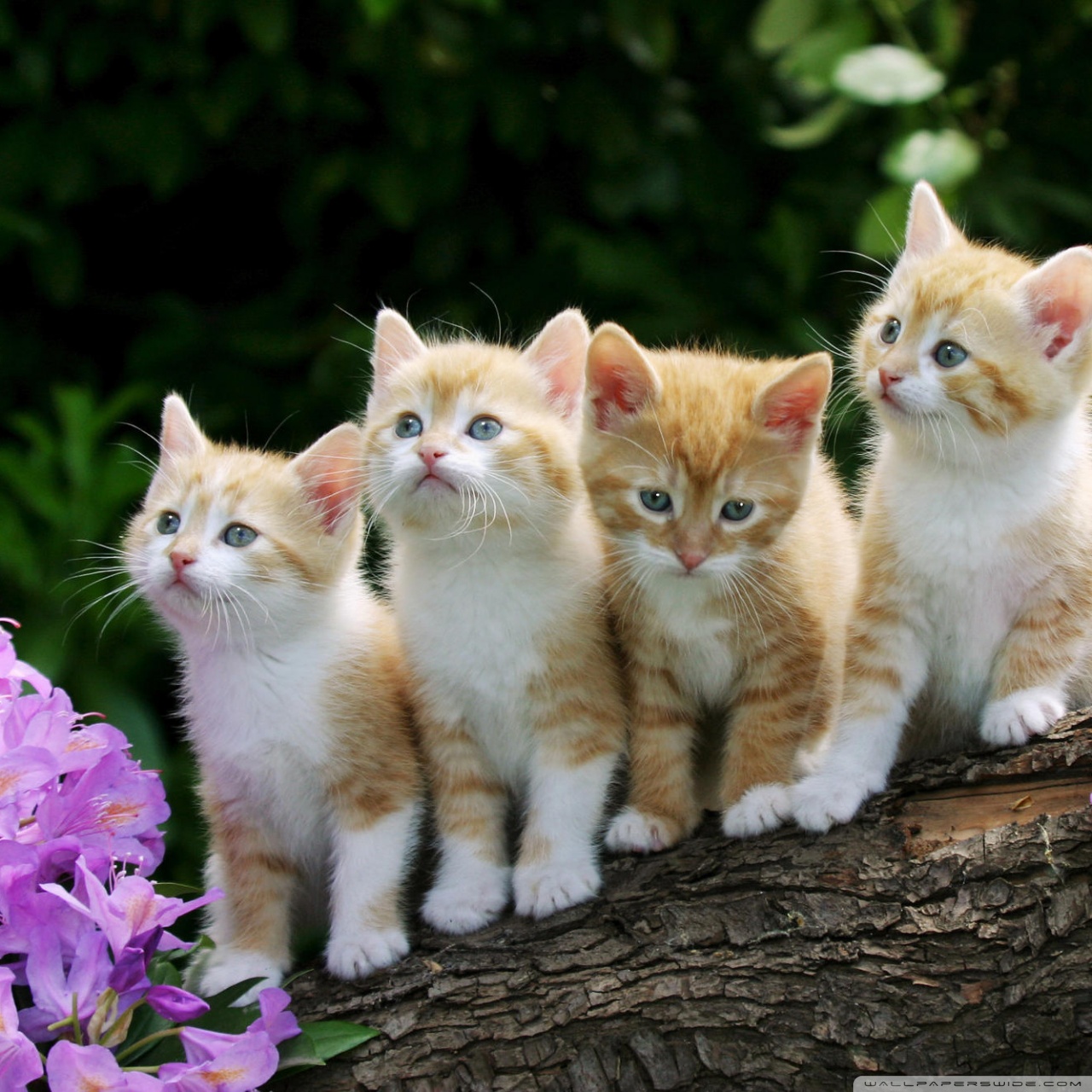 Cute Cats - HD Wallpaper 