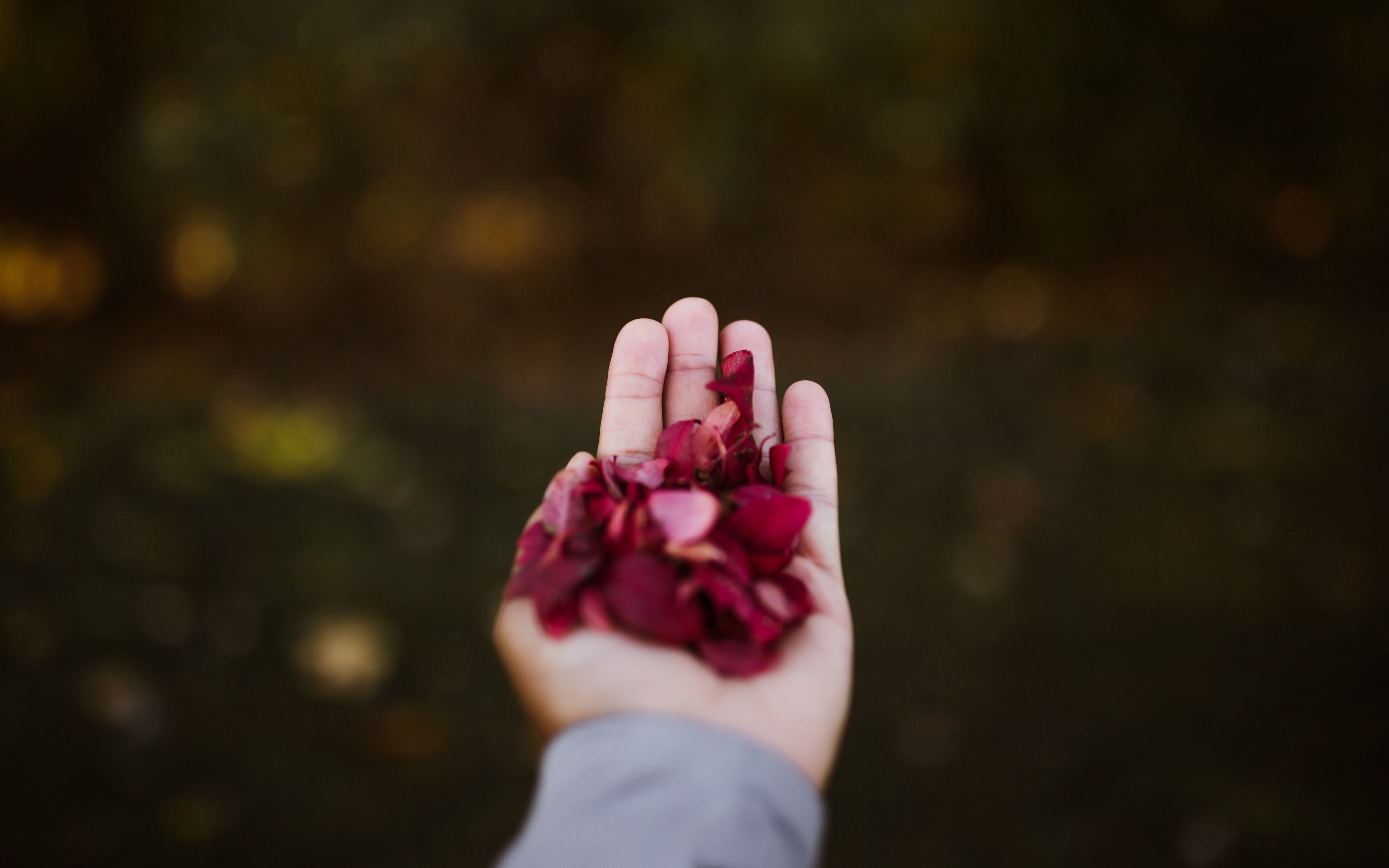 Wallpaper Hand, Petals, Red - Petal - HD Wallpaper 