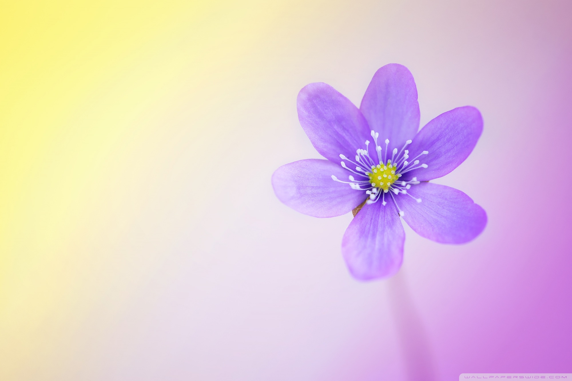 Wallpaperswide Com - Hd Cute Flower Desktop - HD Wallpaper 