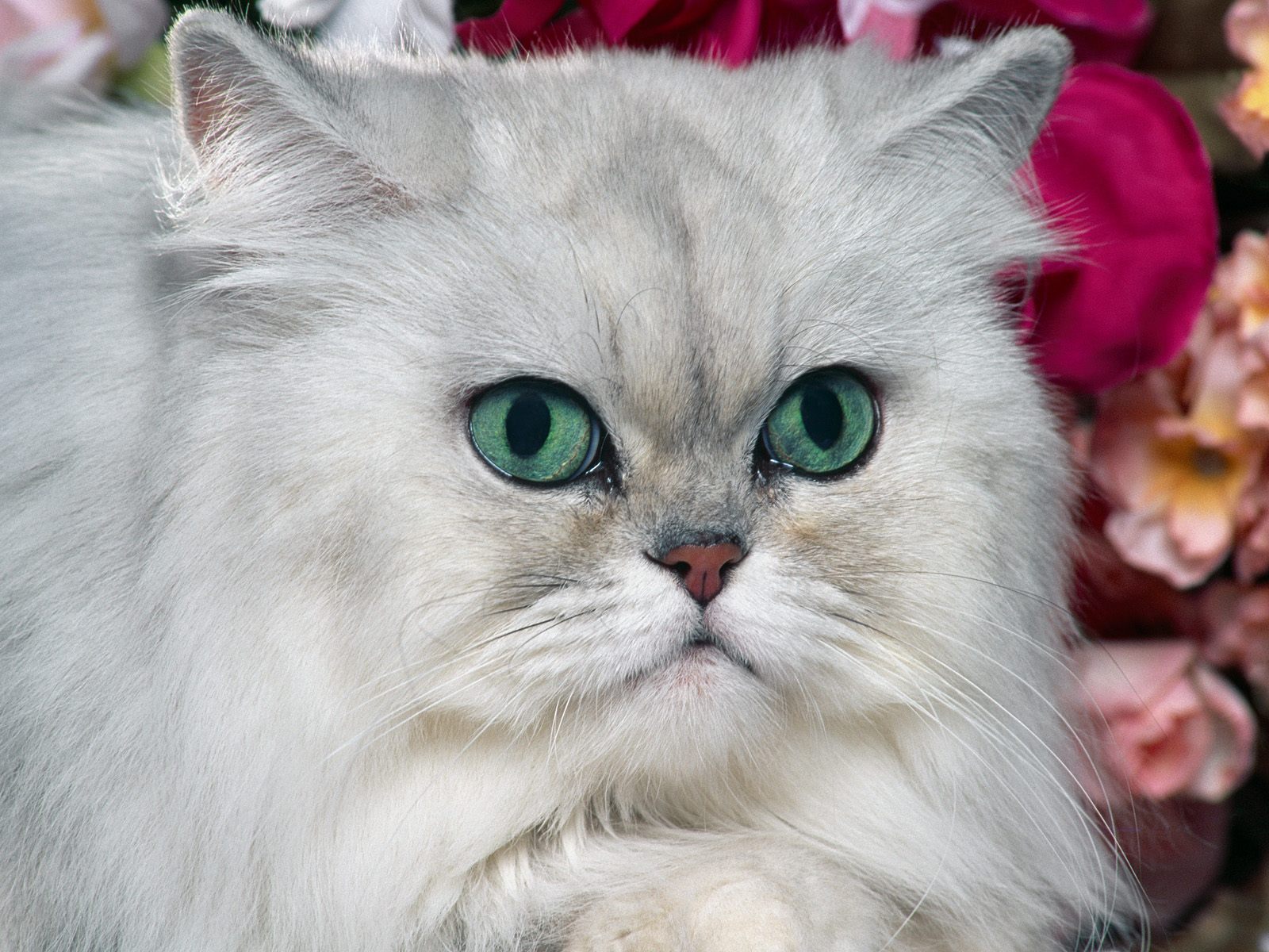 Silver Shaded Chinchilla Persian Cat - HD Wallpaper 