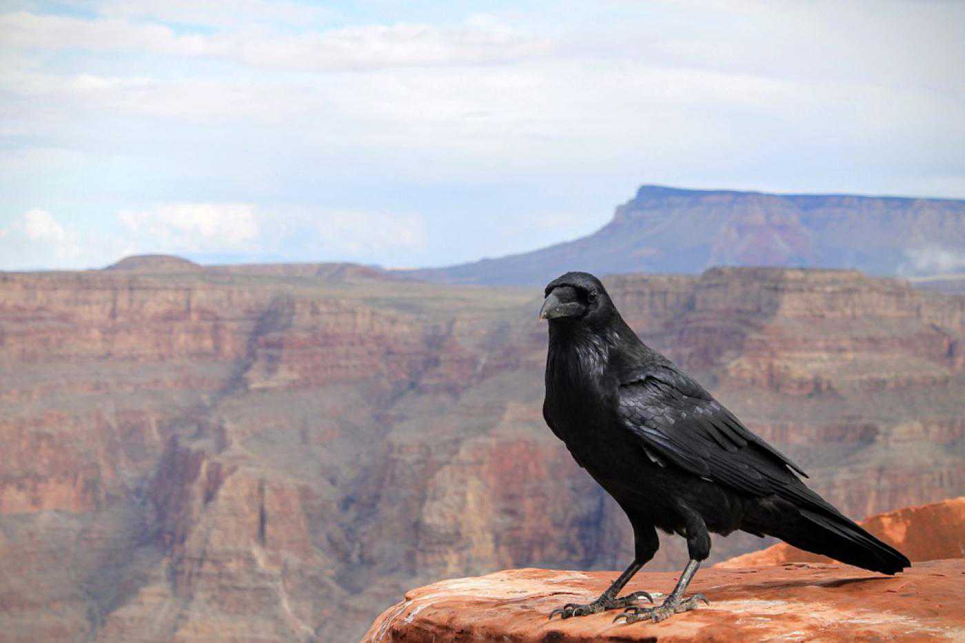 Animals Raven Crow Bird Grand Canyon - Raven Bird Grand Canyon - HD Wallpaper 