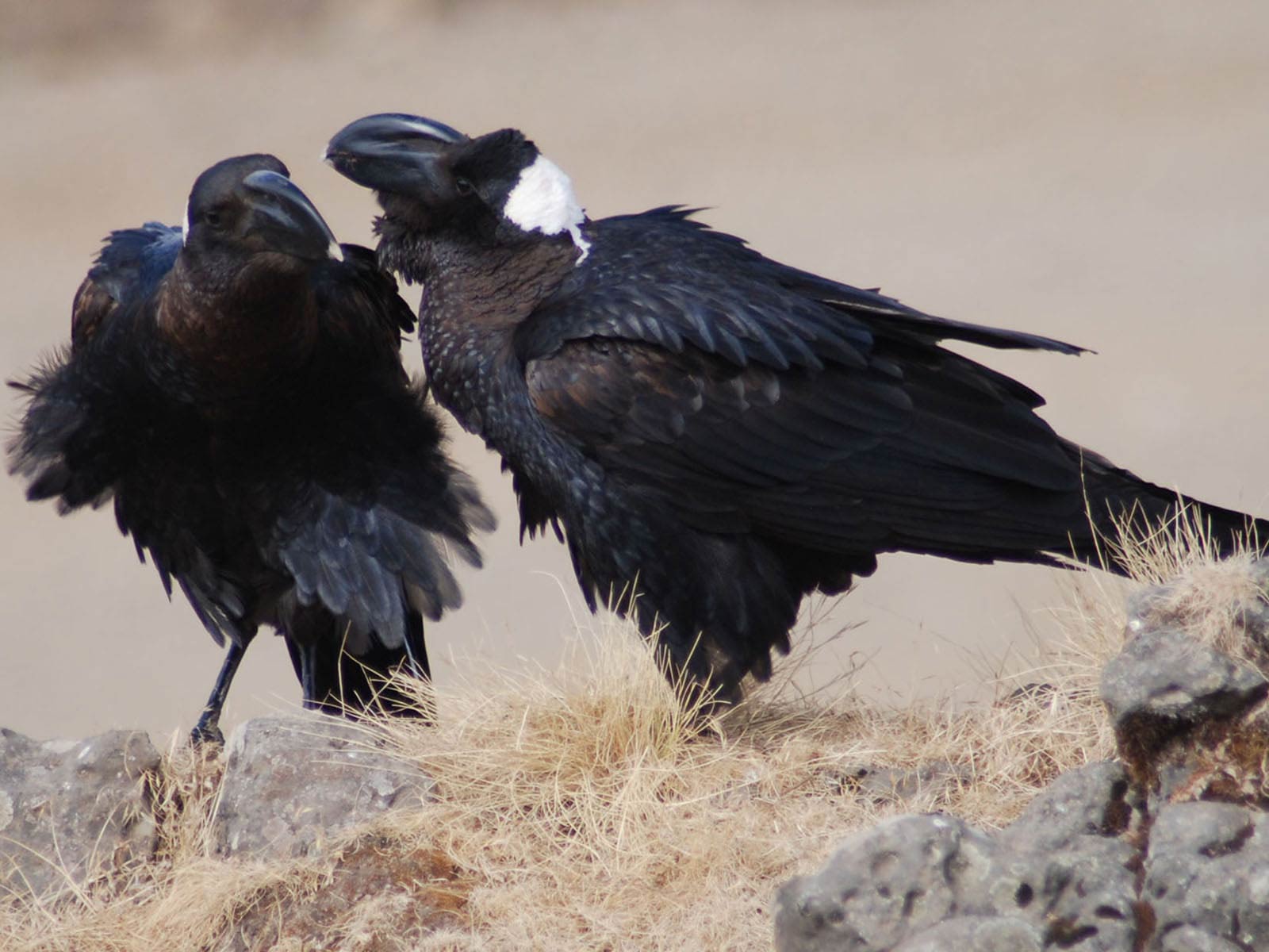 Free Raven Wallpaper Wallpapers And Background - Rook - HD Wallpaper 