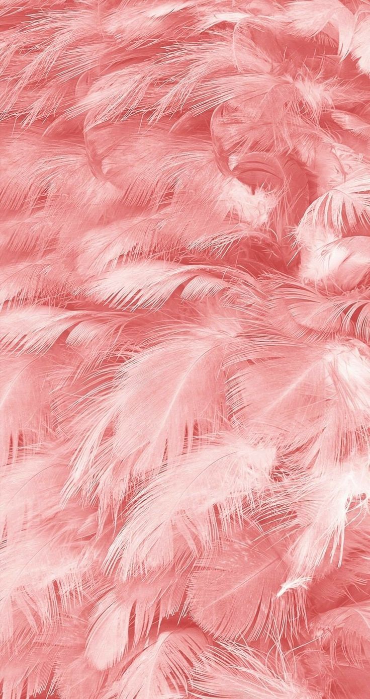Pink Feathers - HD Wallpaper 
