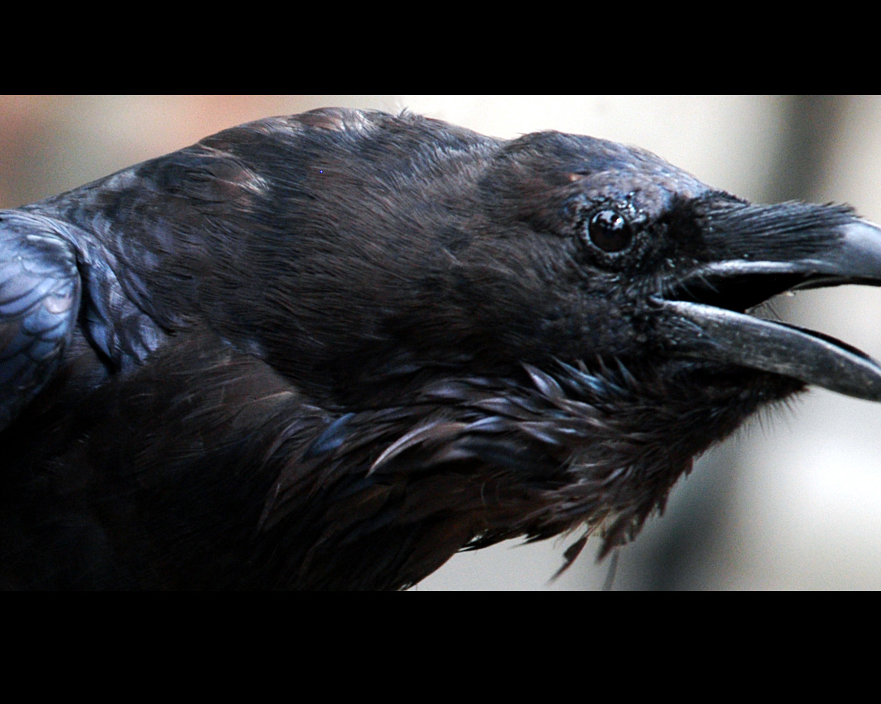 Raven-1 - Raven - HD Wallpaper 
