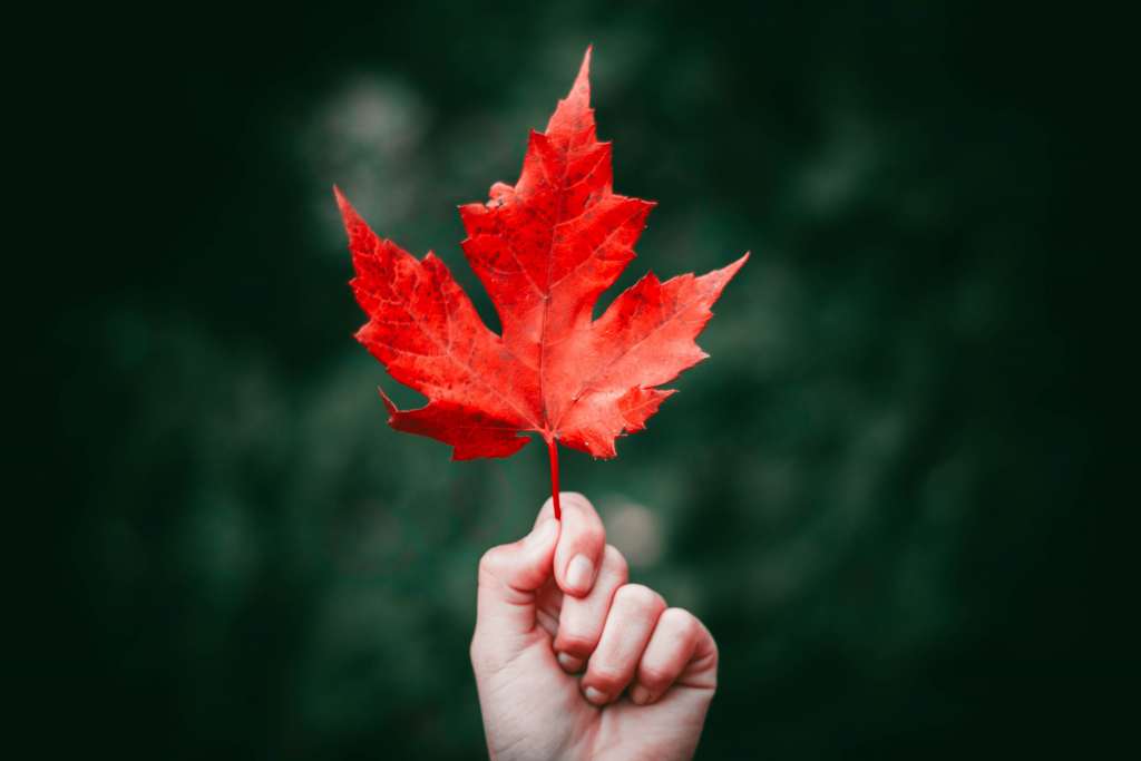 Maple Leaf Autumn Hand Wallpaper - Holding A Maple Leaf - HD Wallpaper 