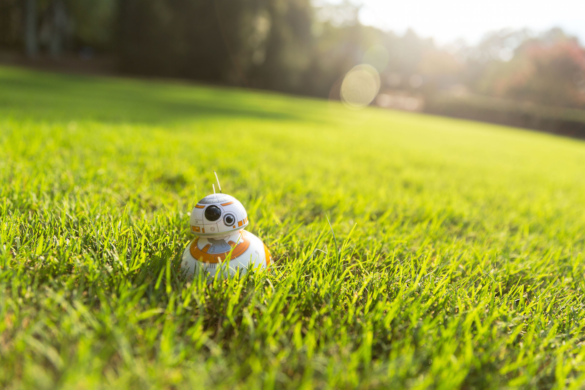 Lawn - HD Wallpaper 