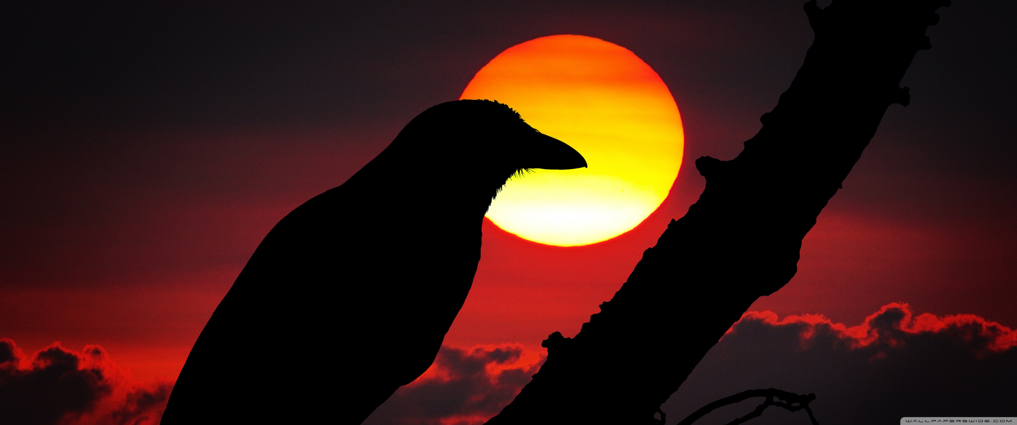 Raven In Sunset - HD Wallpaper 