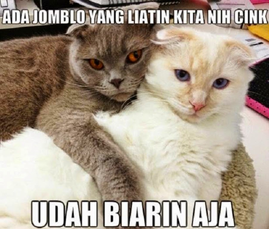 25 Meme Kucing Yang Imut, Ngegemesin Dan Bikin Ketawa - Boo D Up Funny - HD Wallpaper 