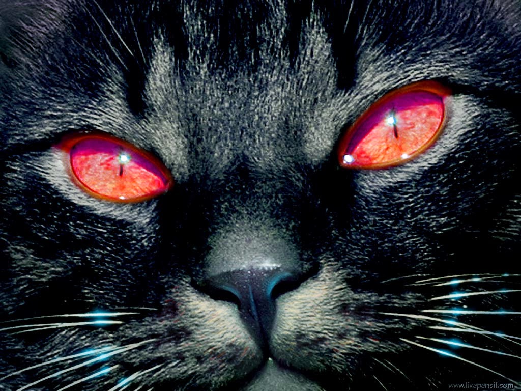 Wallpaper Kucing Hoki Lengkap Mitos Tentang Pecinta - Black Cat With Red And Blue Eyes - HD Wallpaper 