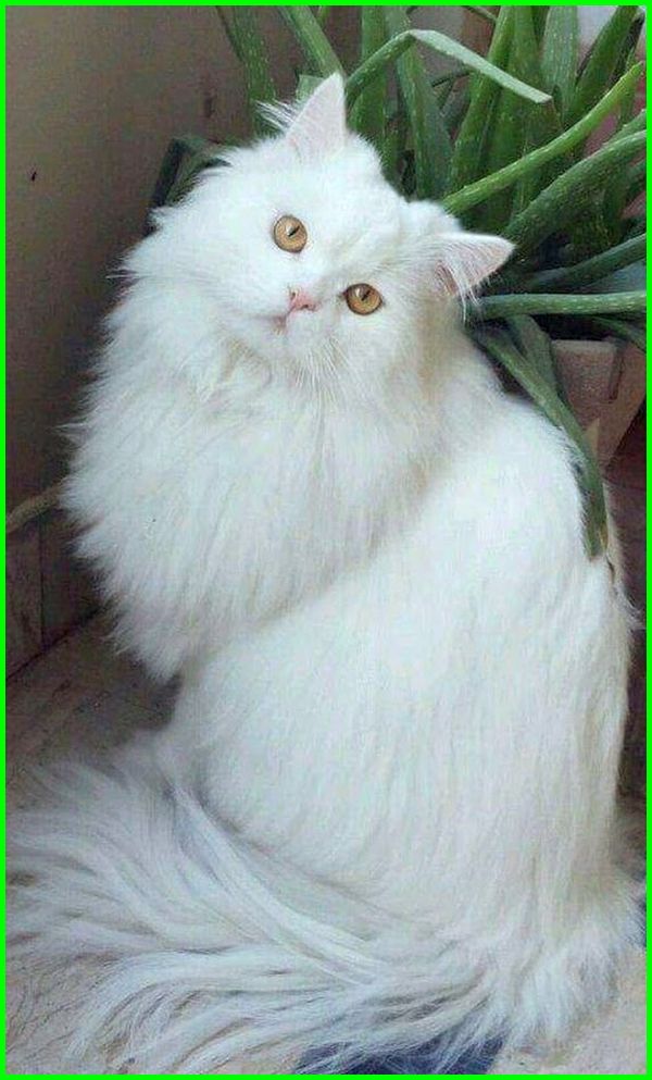 Kucing Wallpaper Hp Cantik Dan Lucu - mecaidelauto