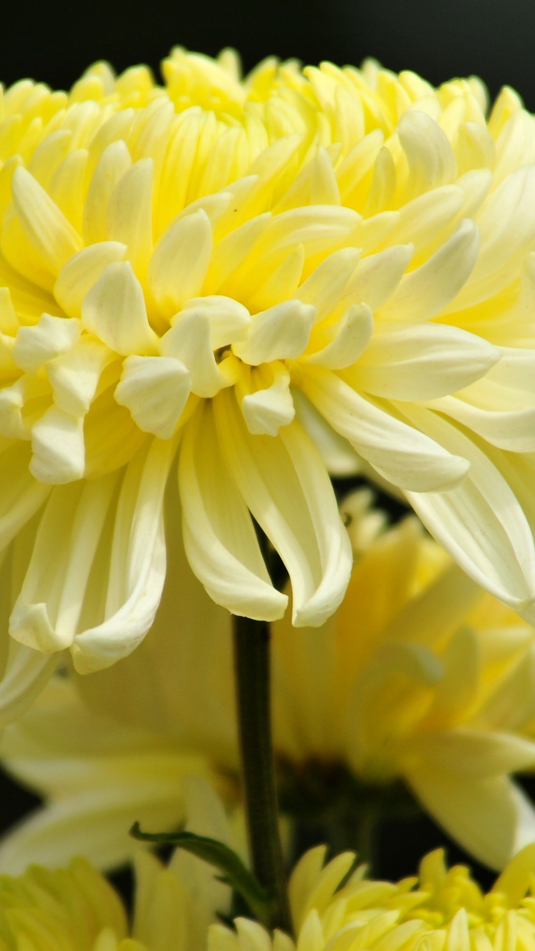 Wallpaper Hd Elegan Untuk Desktop - Chrysanths - HD Wallpaper 