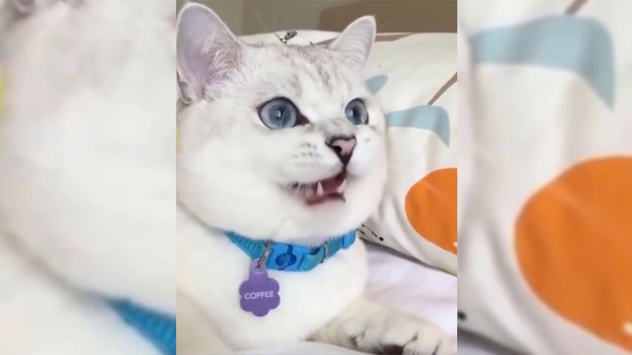 Kucing Di Ceramahin Sebelum Makan - Domestic Short-haired Cat - HD Wallpaper 