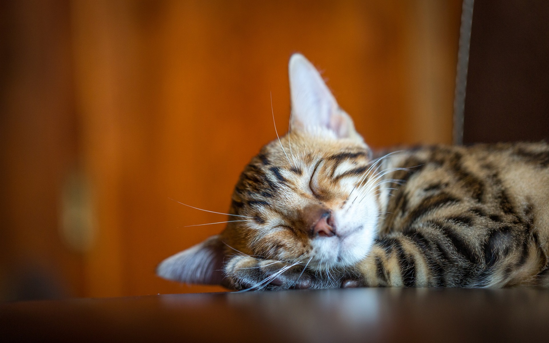 Wallpaper Cute Kitty Sleeping, Mustache - Sleepyhead - HD Wallpaper 