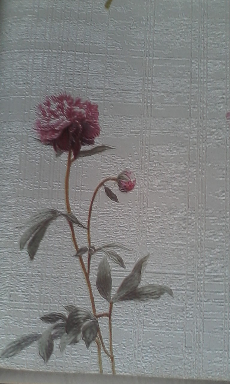 Pemasangan Wallpaper - Common Peony - HD Wallpaper 