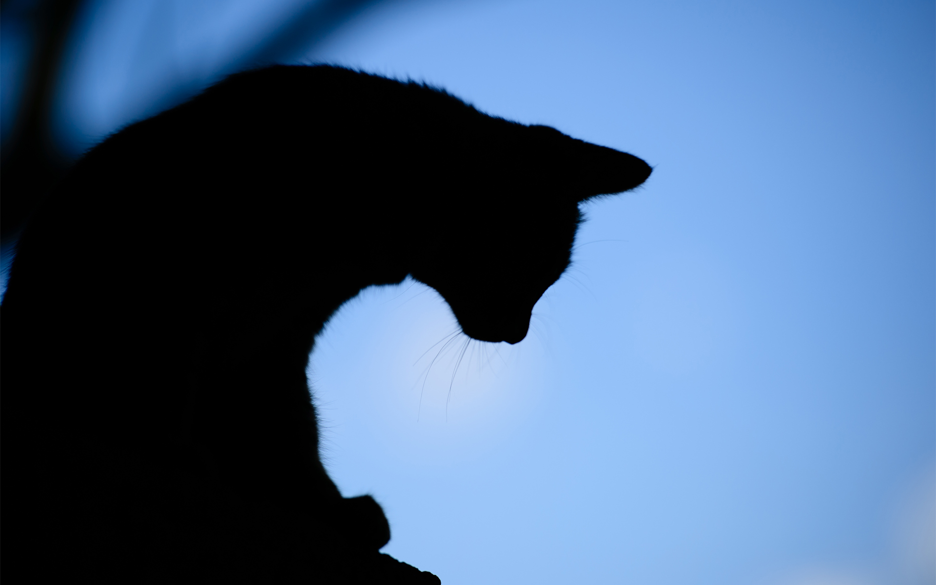 Cat Full Hd Wallpaper And Background Image Id439084 - Cat Silhouette With Background - HD Wallpaper 