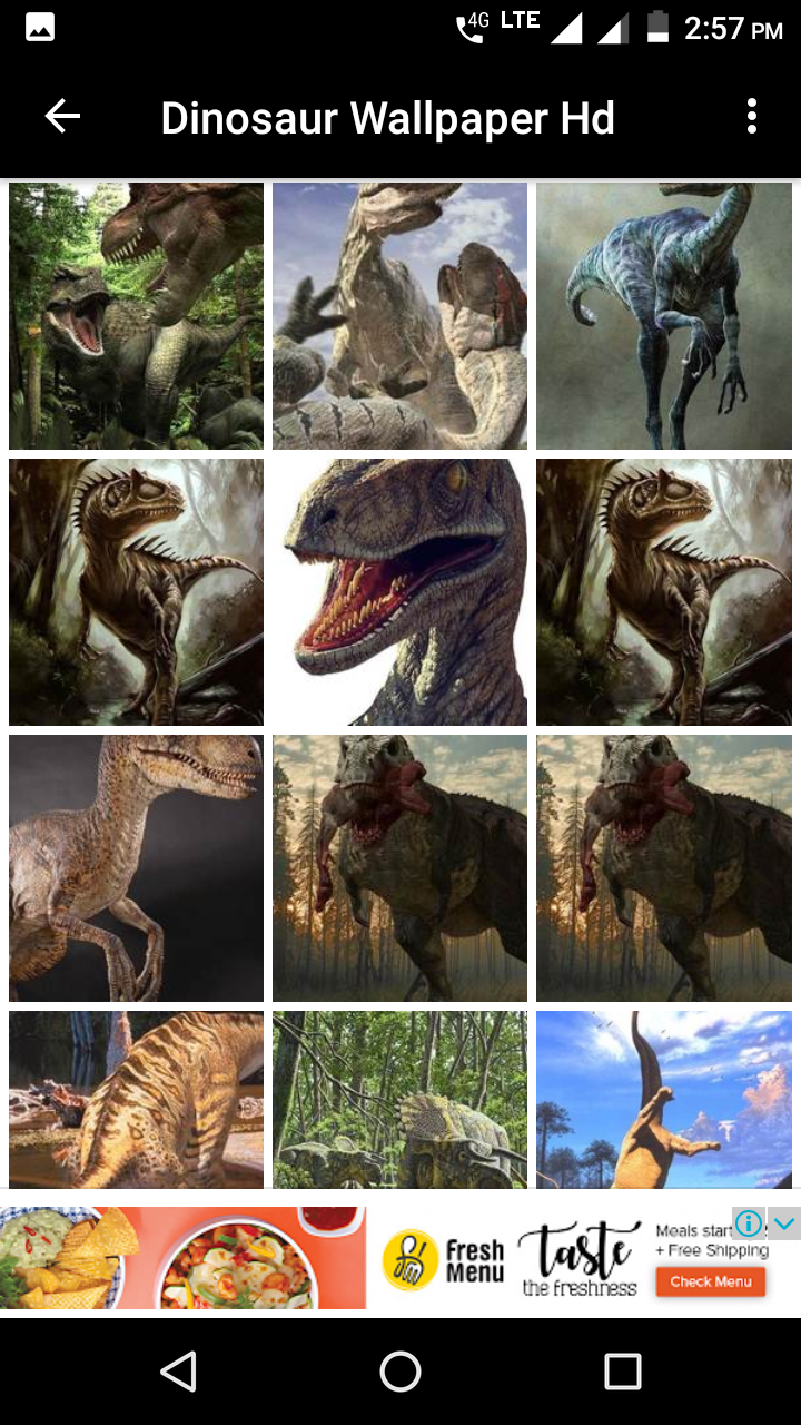 North American River Otter - HD Wallpaper 