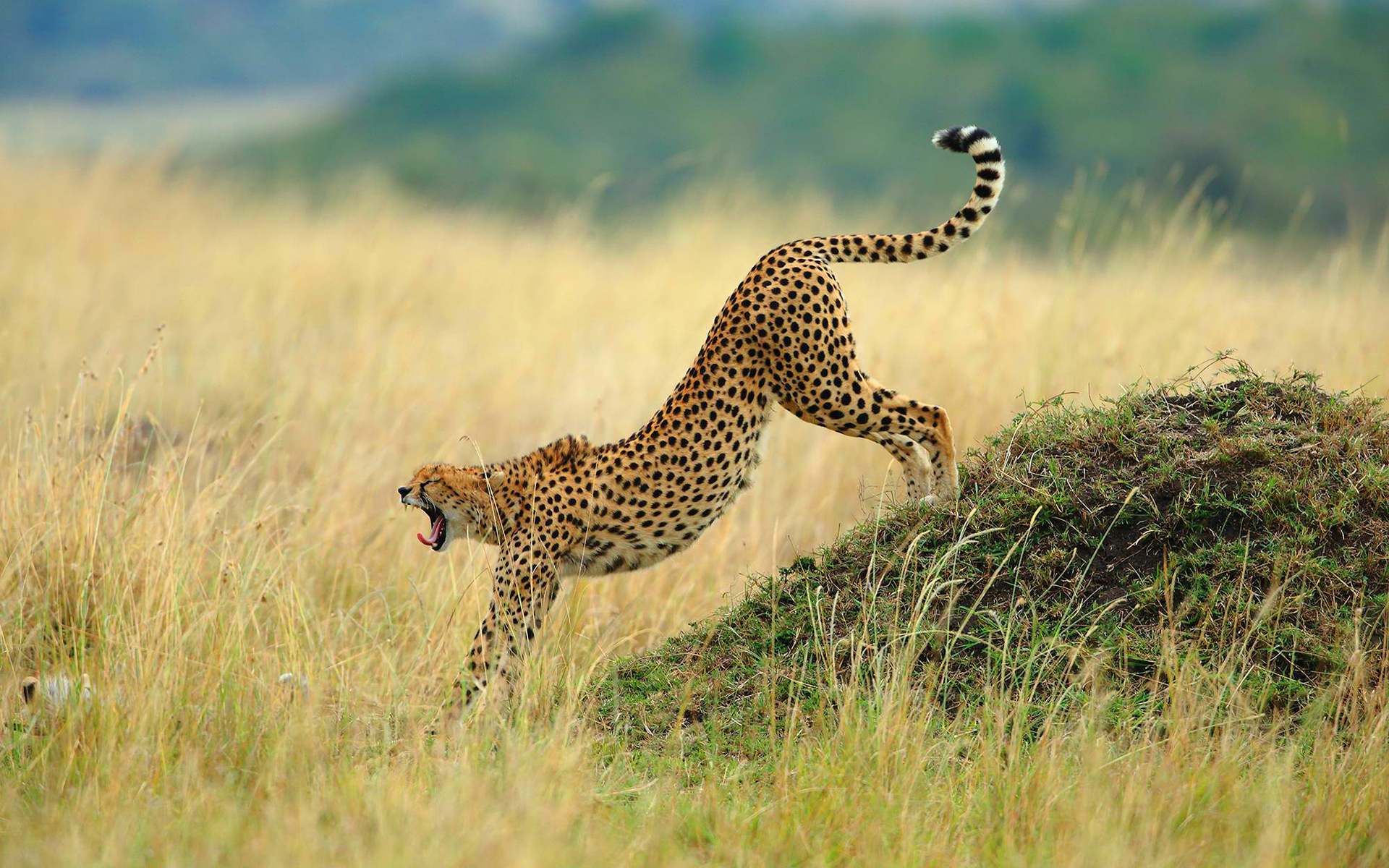 Cheetah Waking Up - HD Wallpaper 
