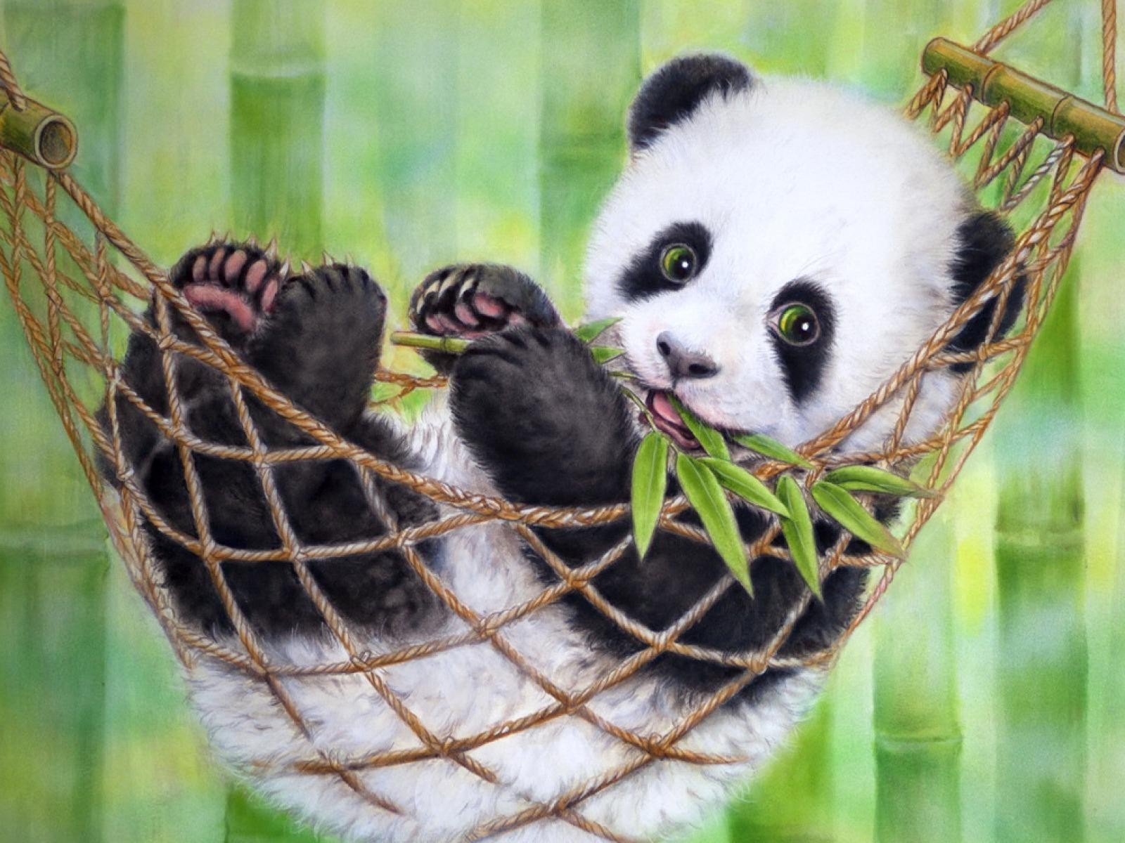Cute Panda Images Download - HD Wallpaper 