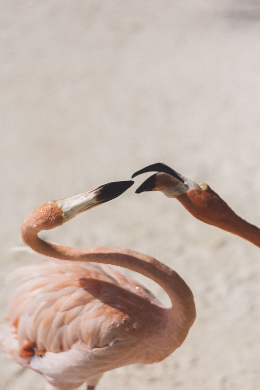 Flamingo, Beak, Beach, Neck, Fight, Outdoors, Nature, - Birds - HD Wallpaper 