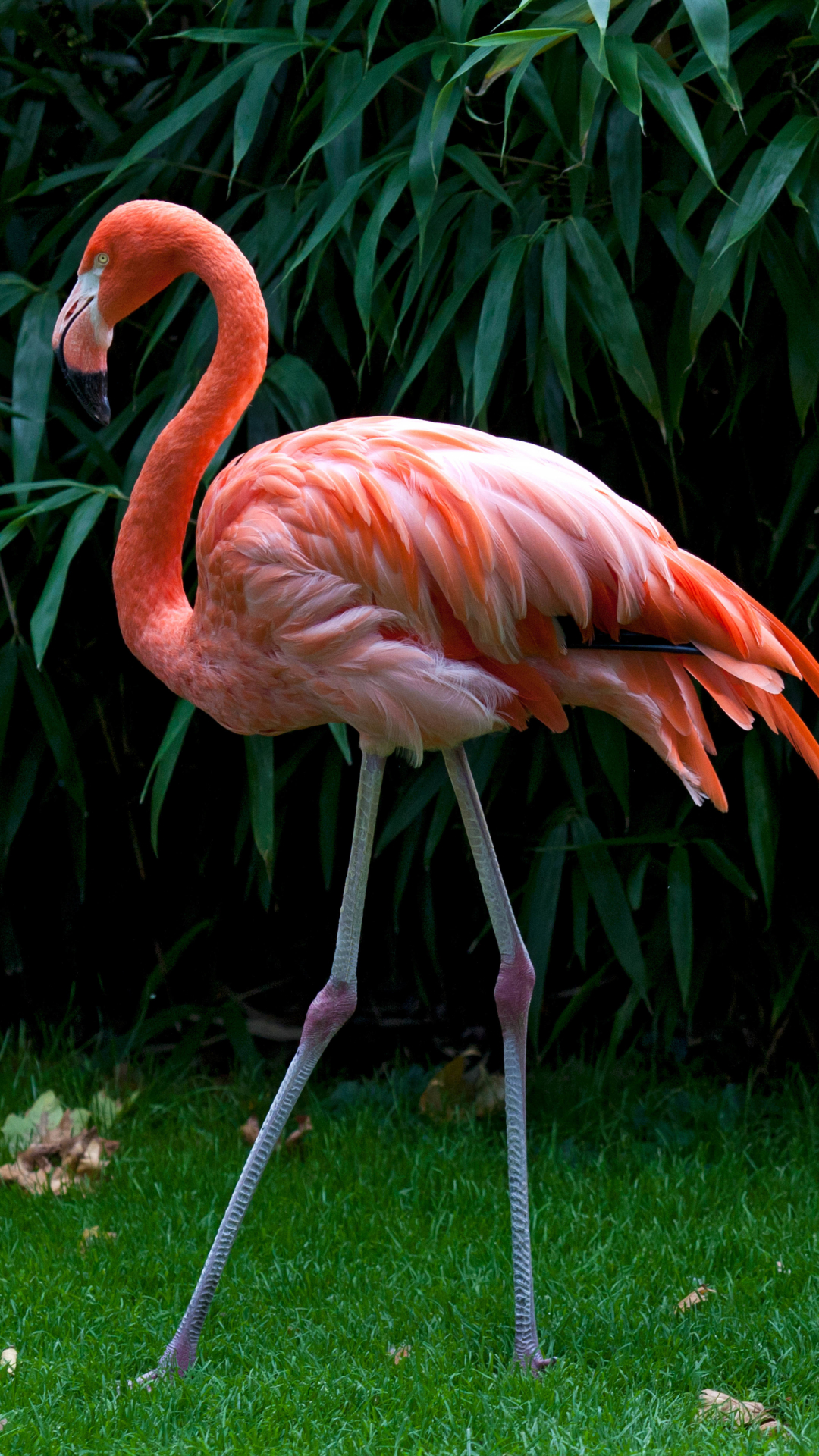 Flamingos Hd - HD Wallpaper 