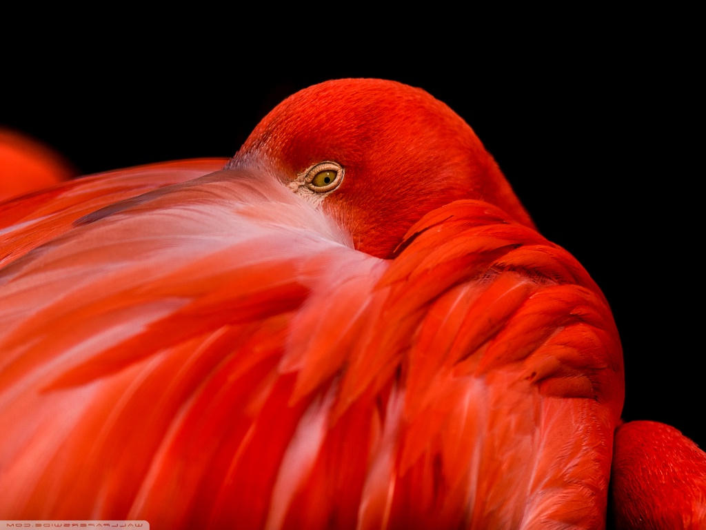 Flamingo Phone Wallpaper - HD Wallpaper 