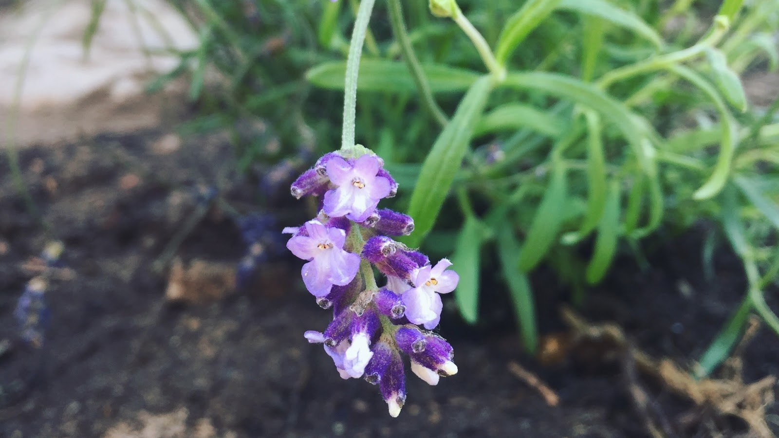 Lavender Flower Desktop Wallpaper // Www - Viola - HD Wallpaper 