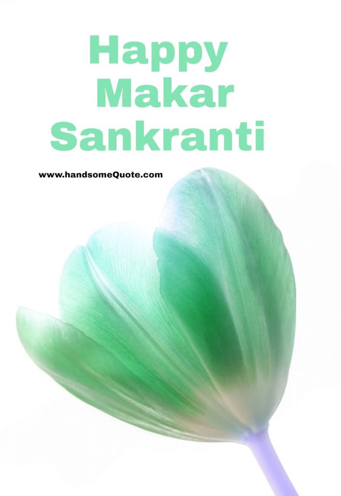 Happy Makar Sankranti Images 2020,photos, Pictures - Tulip - HD Wallpaper 