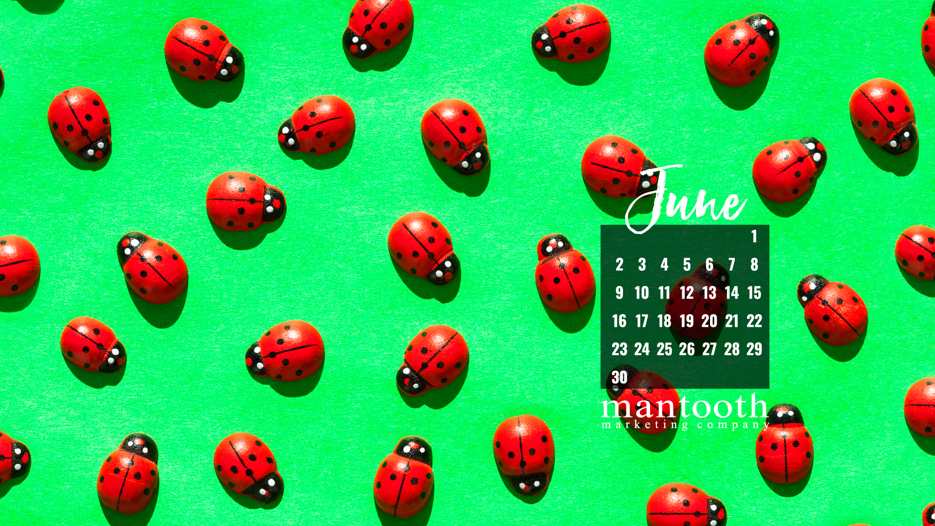 Ladybug - HD Wallpaper 