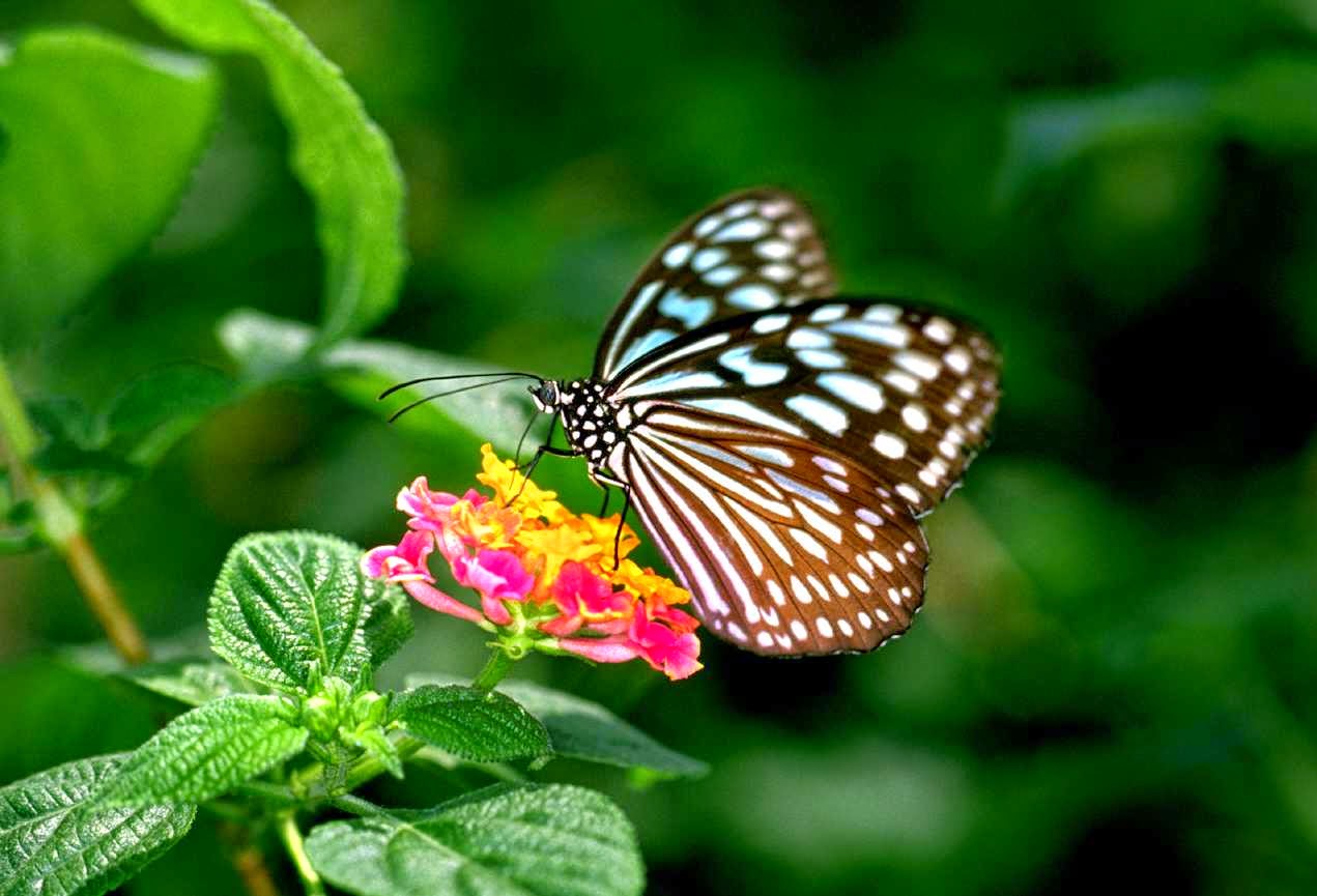 Natural Photo Of Flowers - HD Wallpaper 