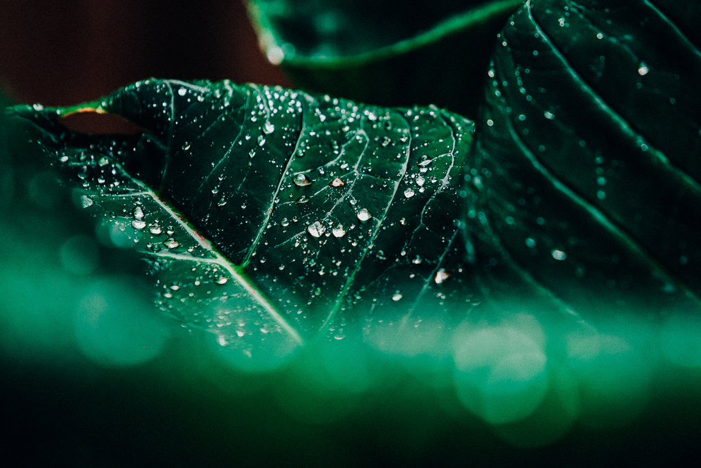 Macro Photography - HD Wallpaper 