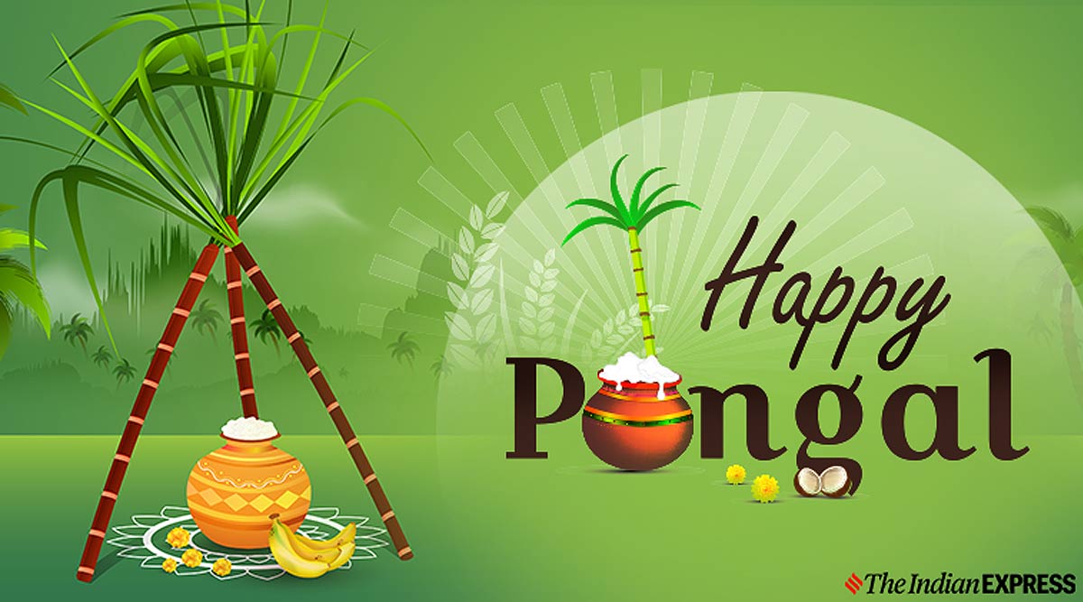 Happy Pongal Wishes 2020 - HD Wallpaper 