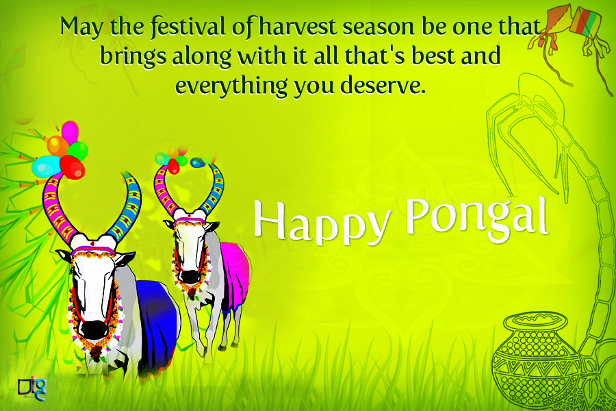 Mattu Pongal Images Hd - 900x600 Wallpaper Mattu Pongal Images Hd - 900x600 Wallpaper