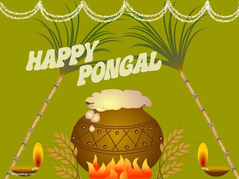 Pongal Image For Whatsapp Dp - HD Wallpaper 