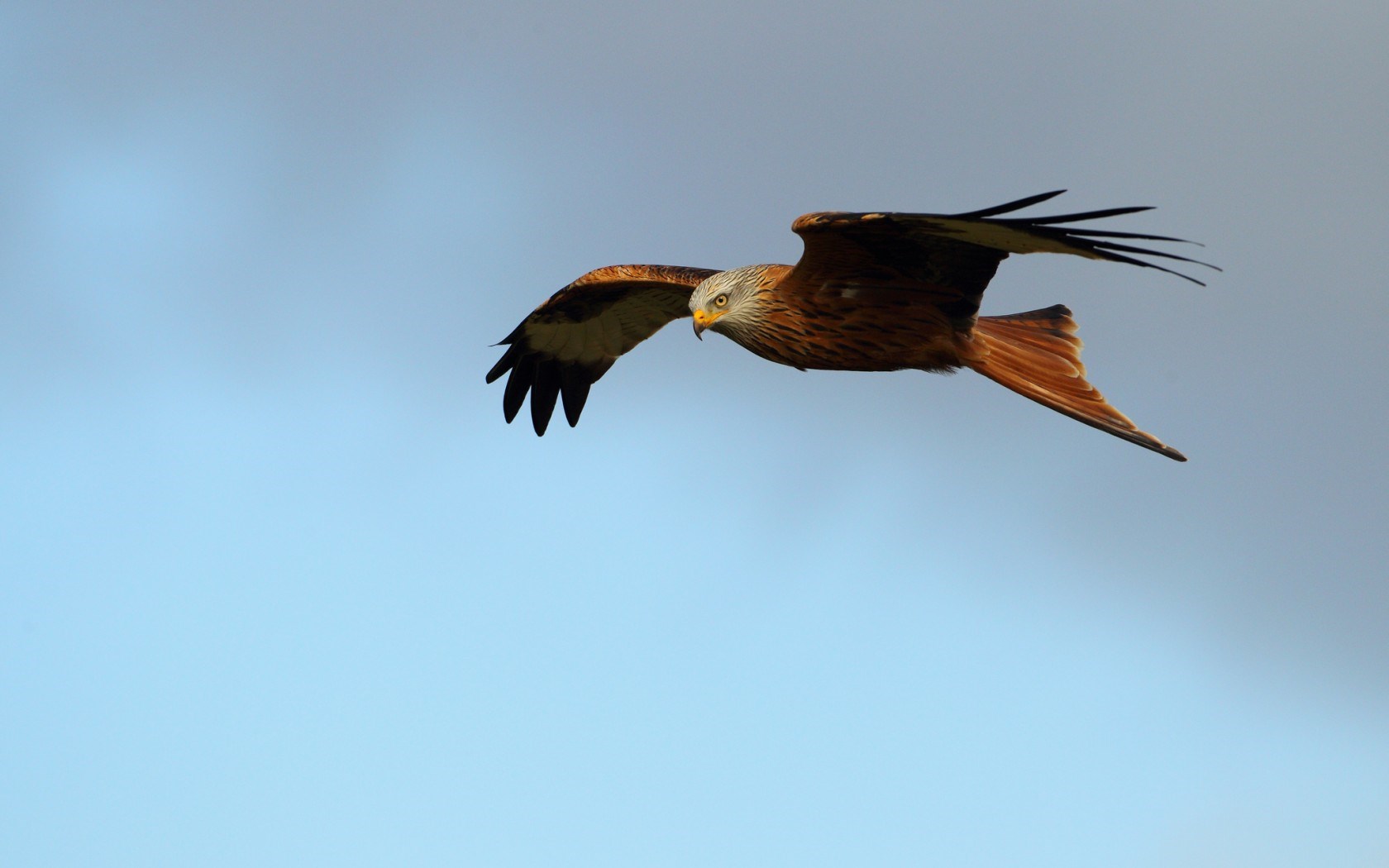Red Kite - HD Wallpaper 