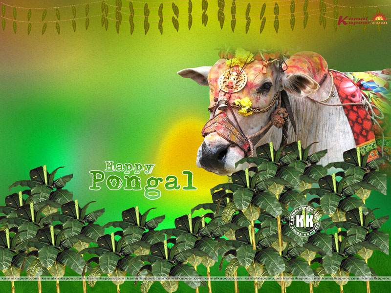 Pongal Festival - 800x600 Wallpaper 
