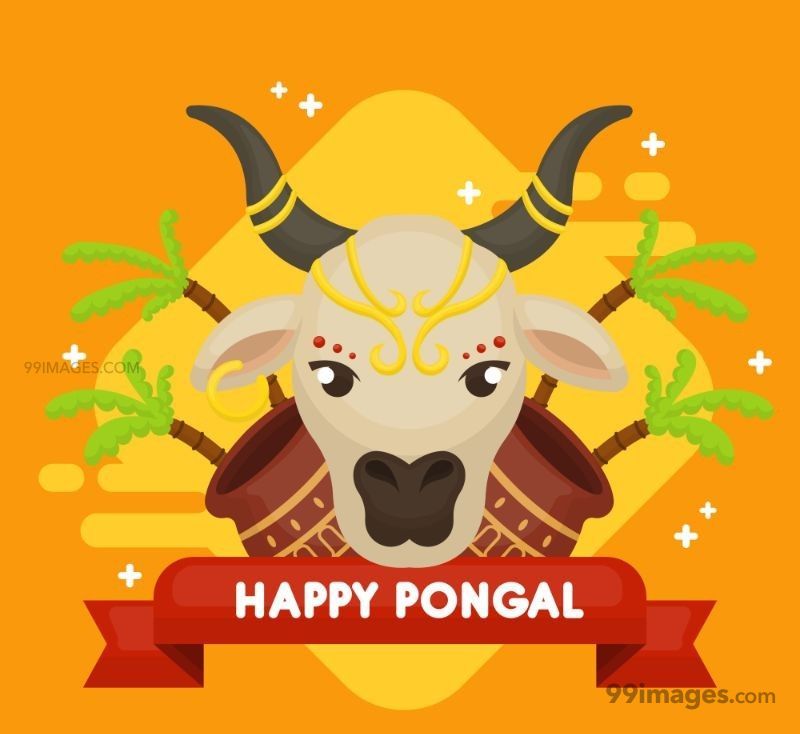 [15th January 2020] Happy Pongal Whatsapp Dp Images, - HD Wallpaper 