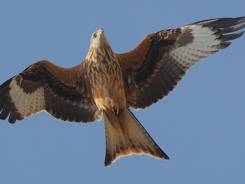 Red Kite Flying On Sky Hd Bird Images Wallpaper - Flying Red Kite Bird - HD Wallpaper 