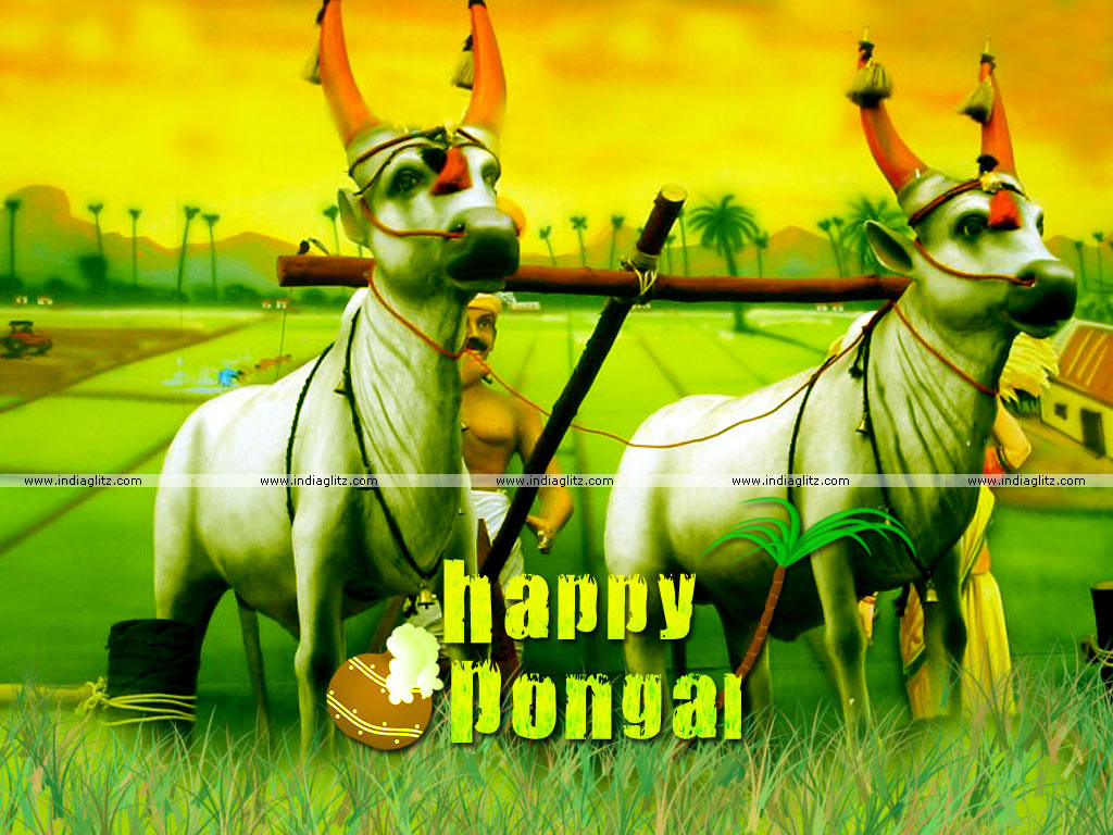 Happy Pongal Wallpapers - 1024x768 Wallpaper Happy Pongal Wallpapers - 1024x768 Wallpaper