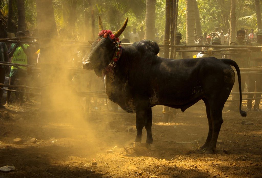 Jallikattu Wallpapers Hd - Jallikattu Kaalai - HD Wallpaper 