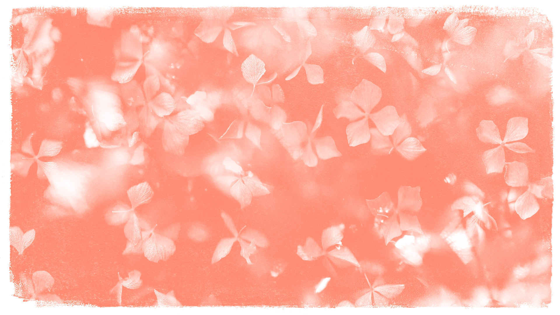 Floral Desktop Wallpaper - Illustration - HD Wallpaper 